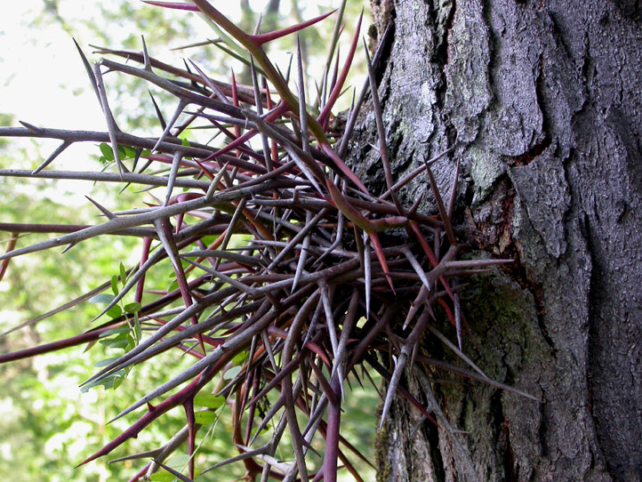 Image of Gleditsia triacanthos specimen.