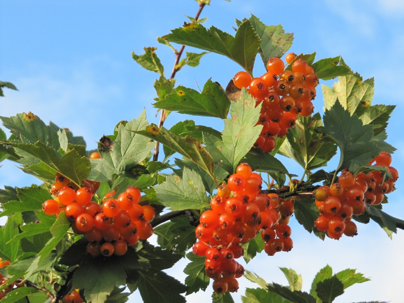 Image of genus Crataegus specimen.