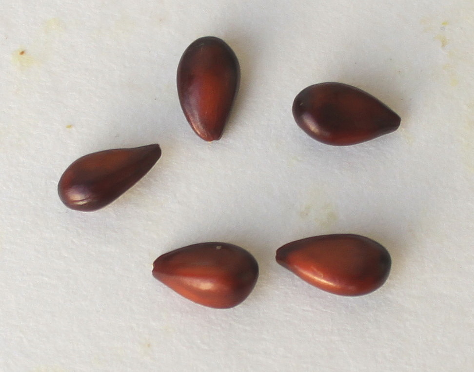 Image of Chaenomeles japonica specimen.