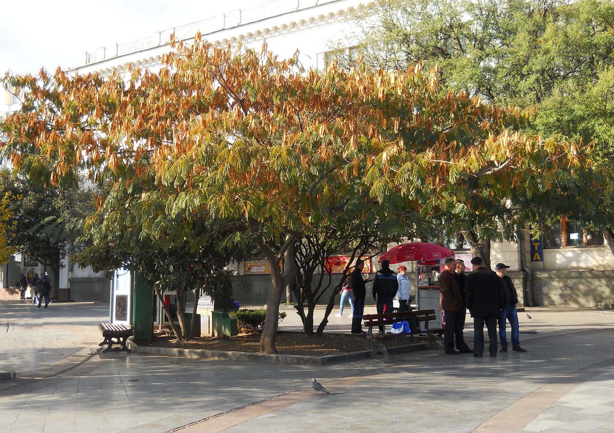 Image of Albizia julibrissin specimen.
