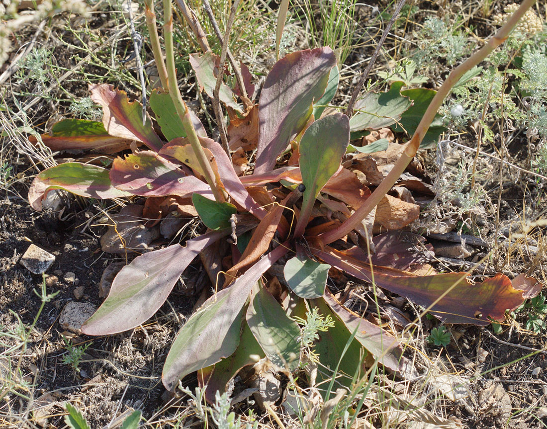 Image of Goniolimon elatum specimen.