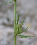 Misopates orontium. Плод. Israel, Mount Carmel. Апрель 2008 г.