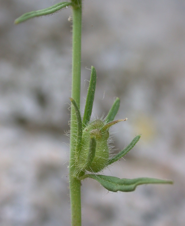 Image of Misopates orontium specimen.