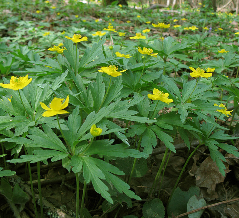 Image of Anemone ranunculoides specimen.