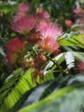 Albizia julibrissin. Соцветия. Узбекистан, Самаркандская обл., архитектурный комплекс Имама Аль-Бухари. 30.07.2012.