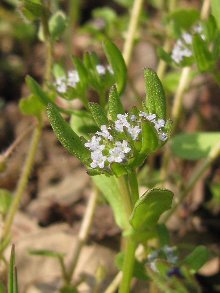 Изображение особи род Valerianella.