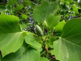 Liriodendron tulipifera