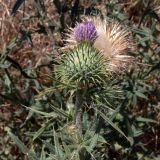 Cirsium vulgare. Верхушка цветущего и плодоносящего растения. Франция, регион Лангедок-Руссильон, департамент Од, округ Каркассон, г. Каркассон, пустырь. 19.07.2012.