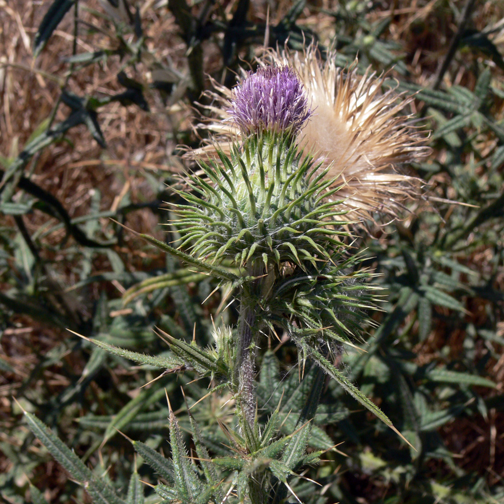 Image of Cirsium vulgare specimen.