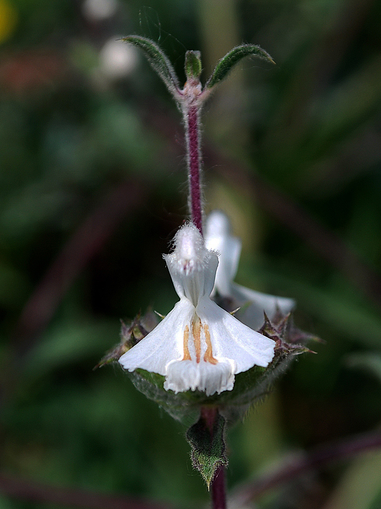 Изображение особи Phlomoides impressa.