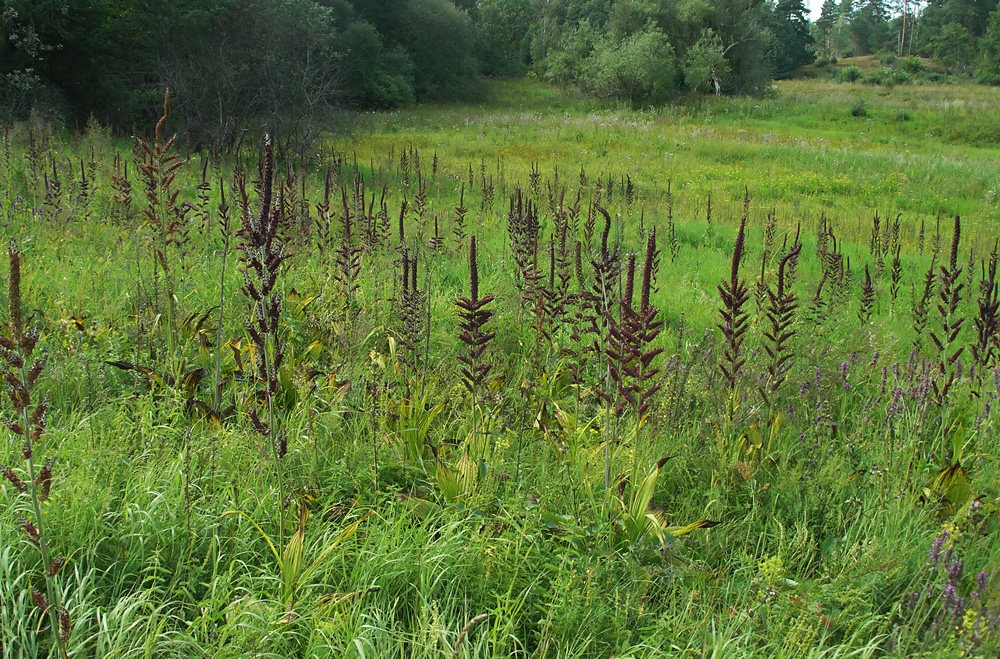 Изображение особи Veratrum nigrum.