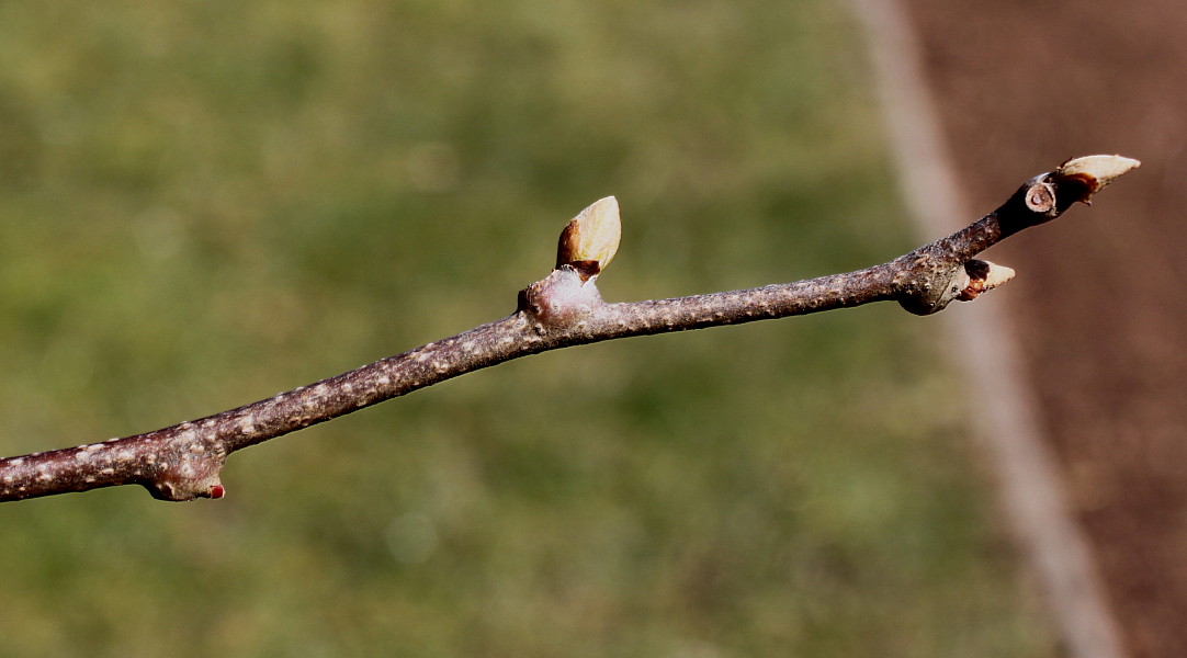 Изображение особи Actinidia kolomikta.