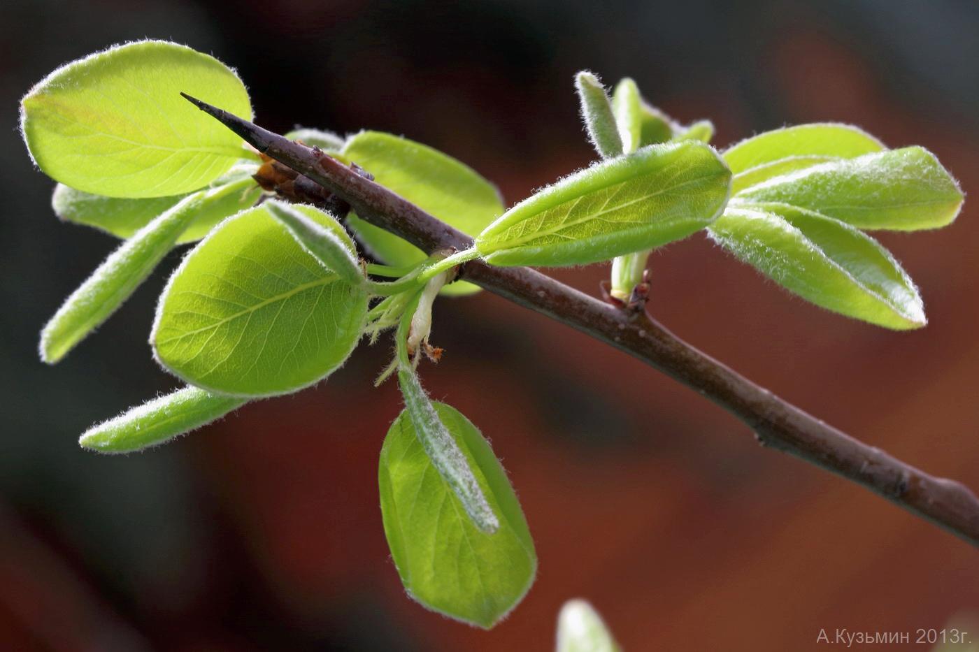 Image of Pyrus communis specimen.