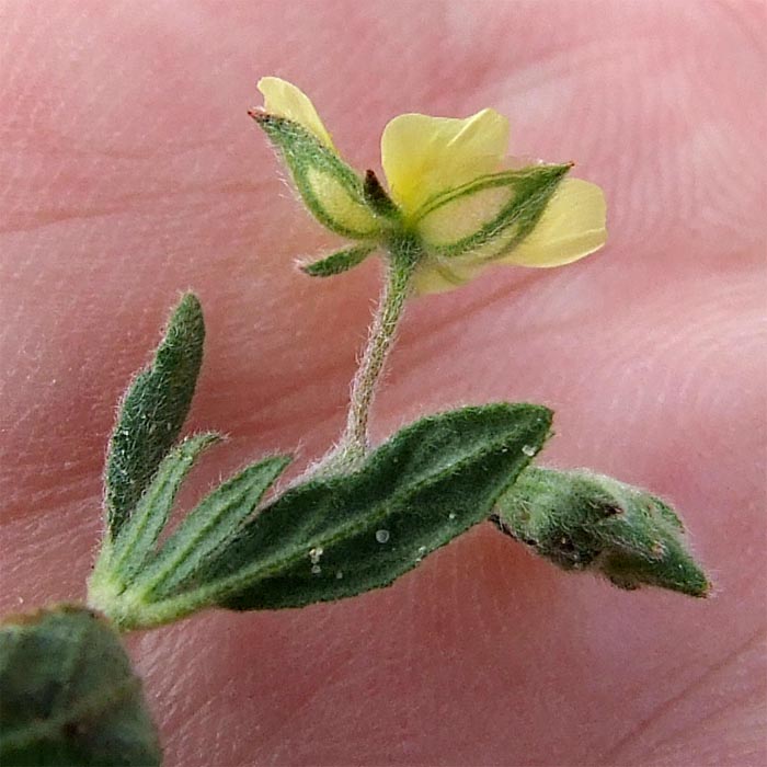 Image of Helianthemum salicifolium specimen.