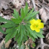 Anemone ranunculoides. Верхняя часть цветущего растения. Ставропольский край, г. Кисловодск, Курортный парк верхний, облесенная долина горного ручья. 02.04.2013.