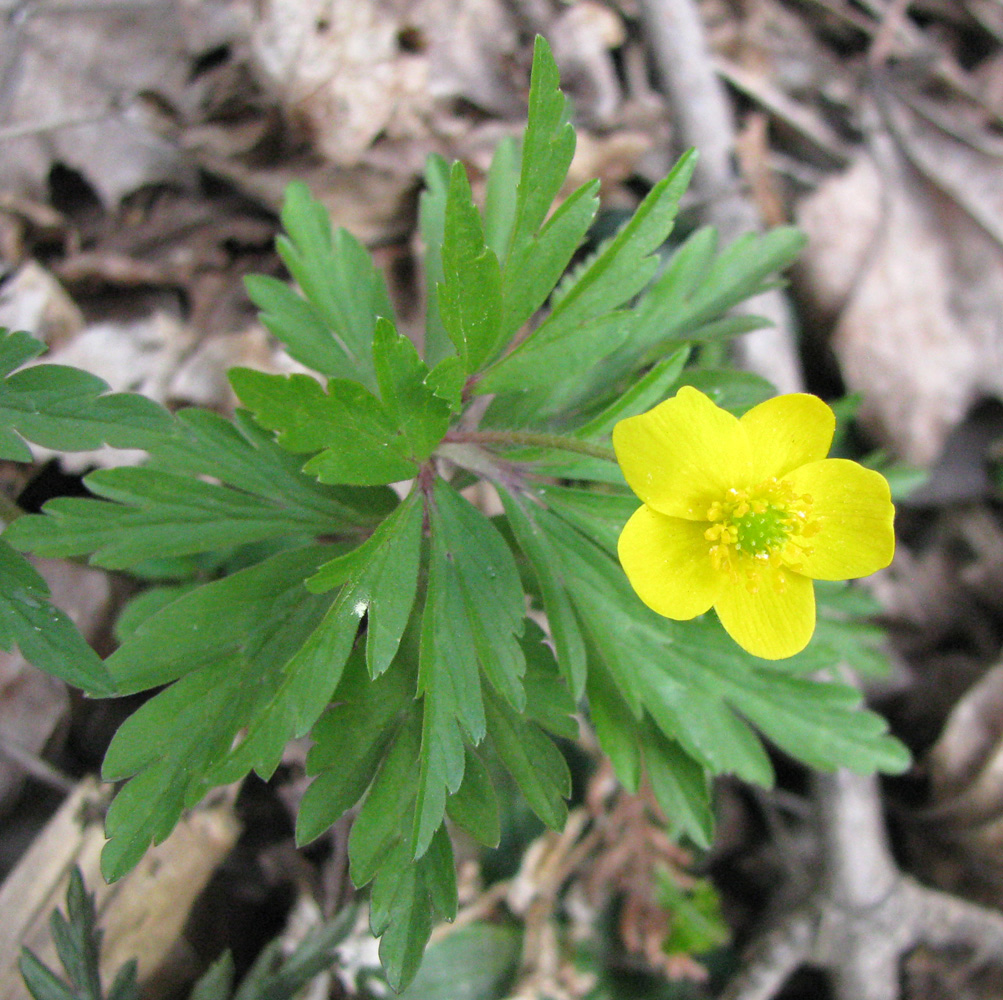 Изображение особи Anemone ranunculoides.