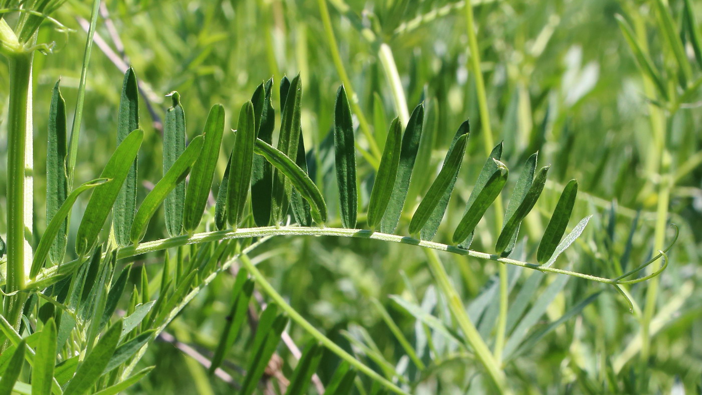 Изображение особи Vicia tenuifolia.