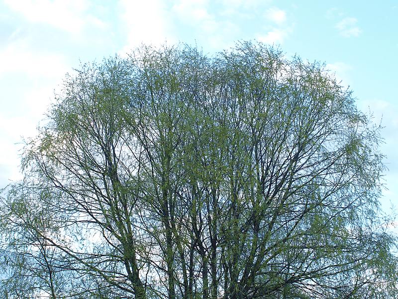 Image of Salix alba specimen.