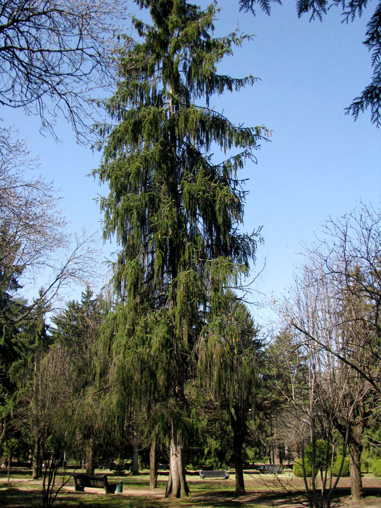 Image of Picea abies specimen.