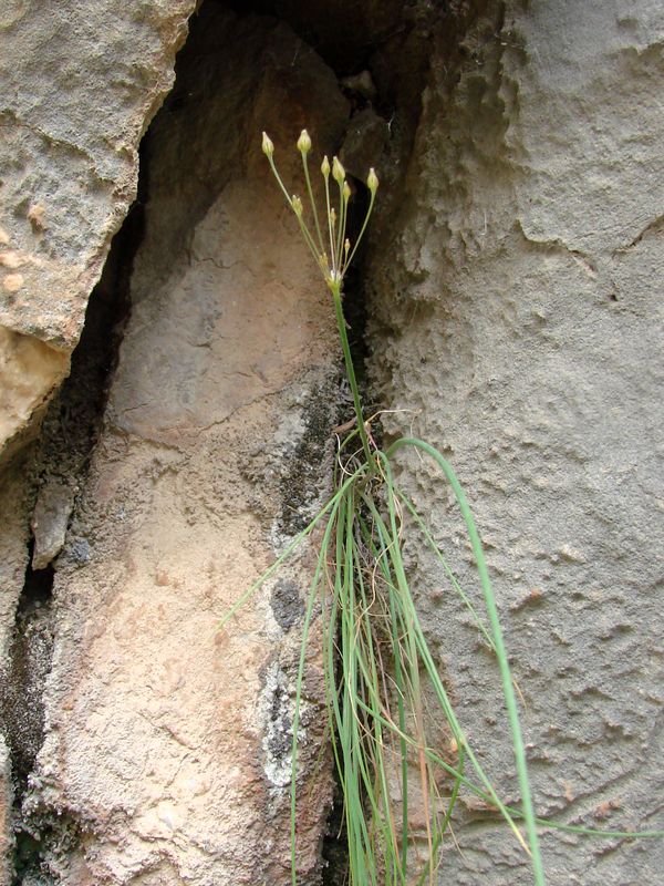 Image of Allium eremoprasum specimen.