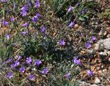 Campanula taurica