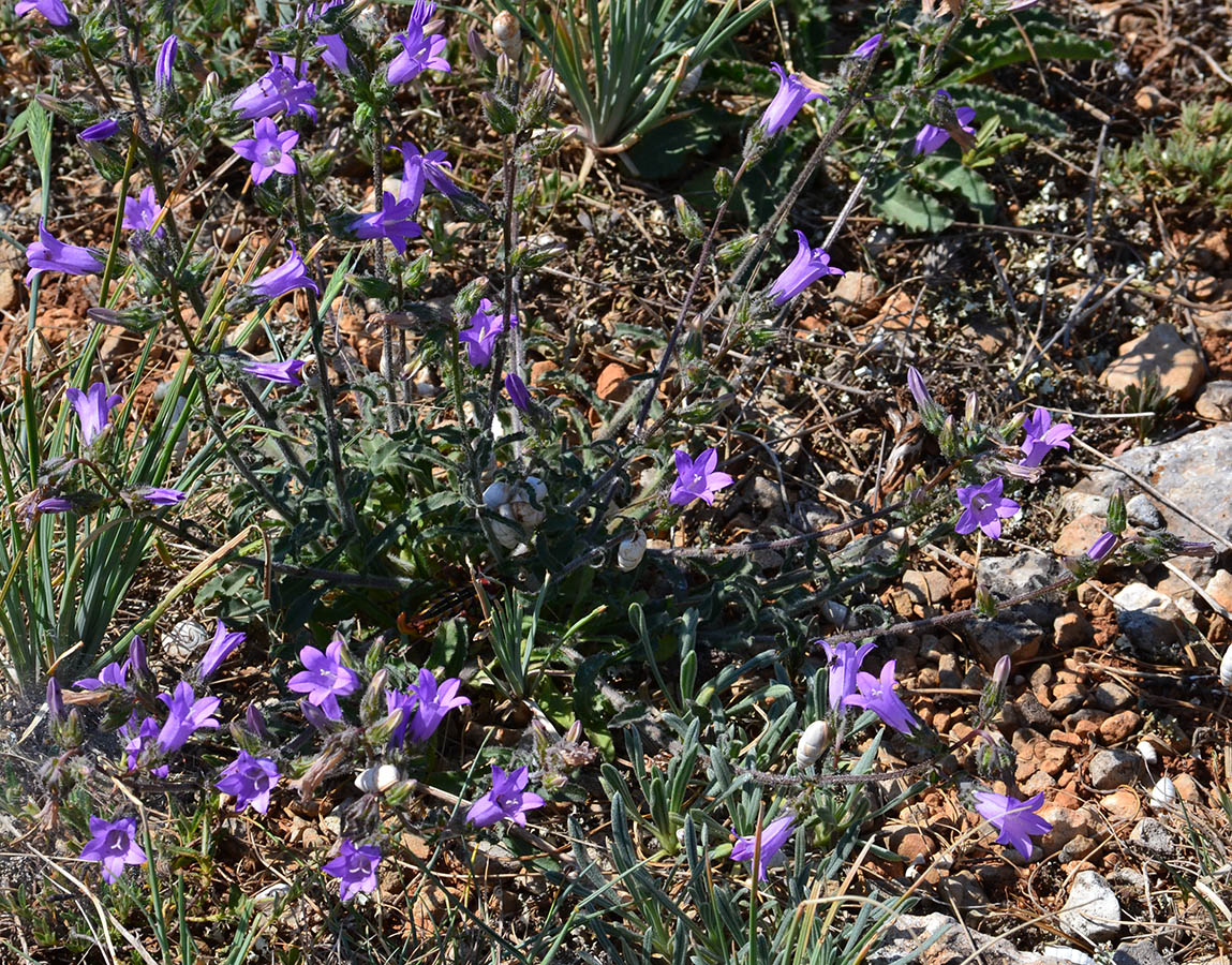 Изображение особи Campanula taurica.