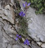 Edraianthus graminifolius