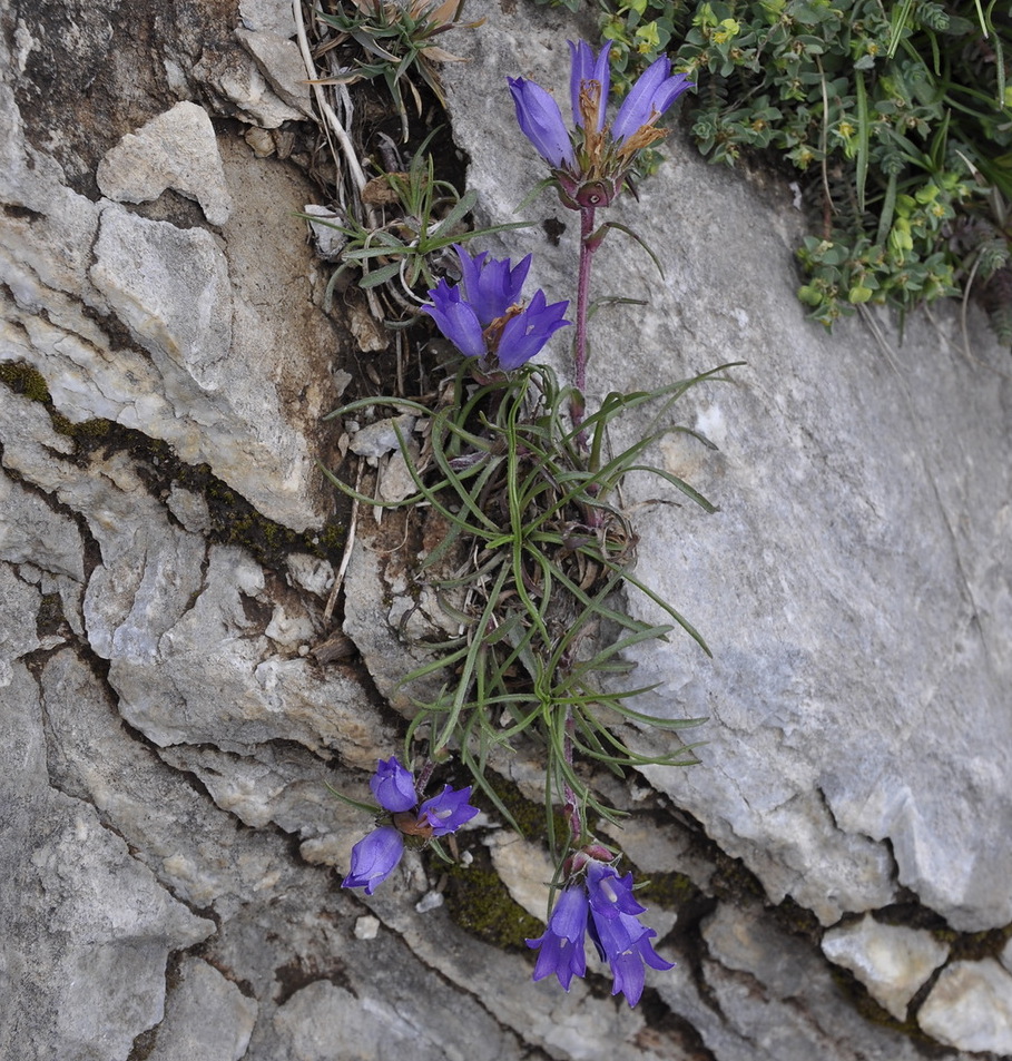 Image of Edraianthus graminifolius specimen.