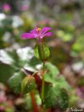 Geranium lucidum