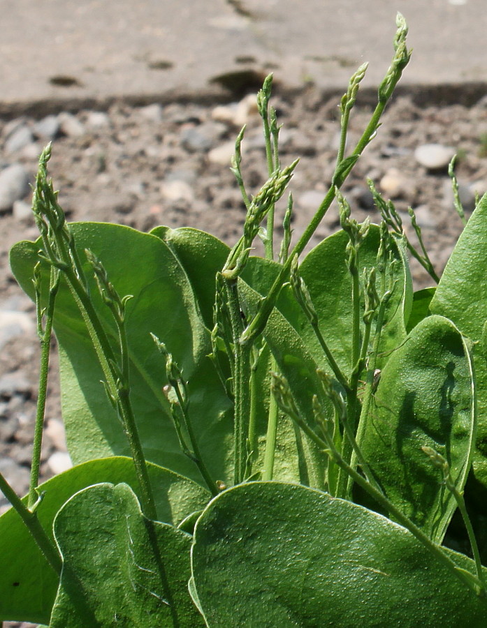 Image of Limonium coriarium specimen.