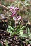 Corydalis ledebouriana. Цветущее растение. Южный Казахстан, Таласский Алатау, зап. Аксу-Джабаглы, склон на подъёме от ущ. Жетымсай. 12.04.2013.