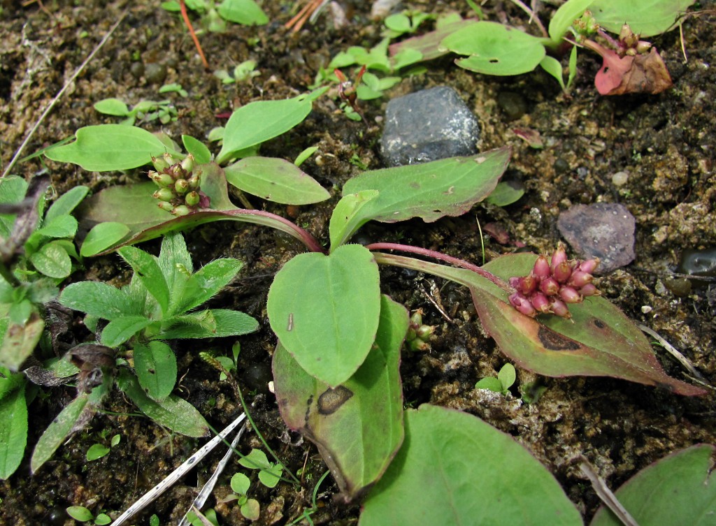 Изображение особи Plantago major.