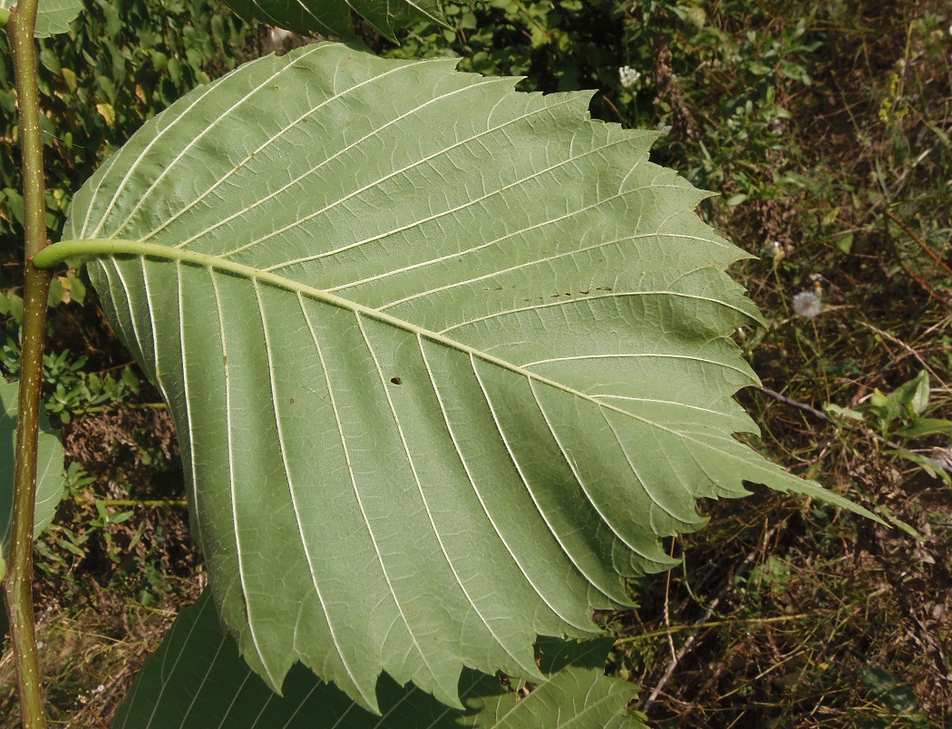 Изображение особи Ulmus laevis.