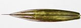 Image of taxon representative. Author is Семён Бежанский