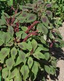 Amaranthus tricolor