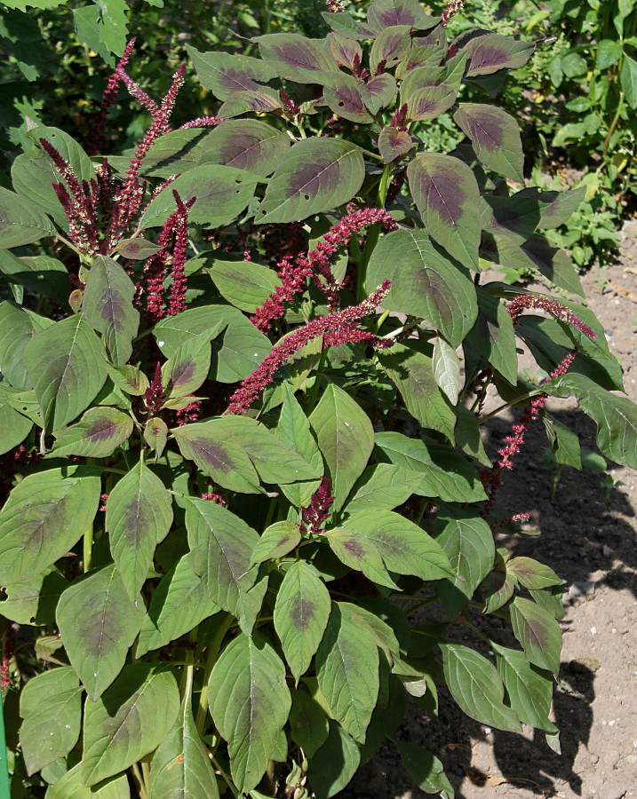 Image of Amaranthus tricolor specimen.