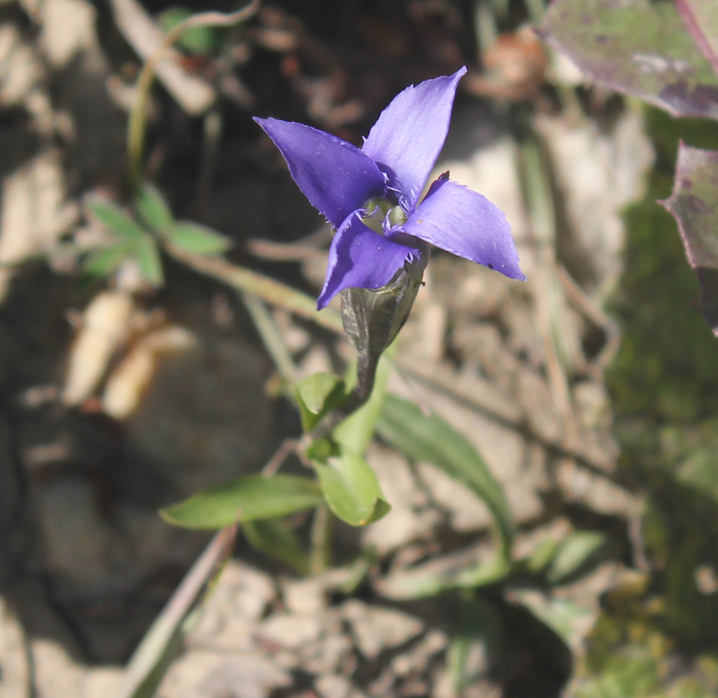 Изображение особи Gentianopsis blepharophora.