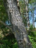 Populus suaveolens. Часть ствола взрослого дерева. Якутия, Хангаласский улус, берег р. Синей. Июль 2013 г.