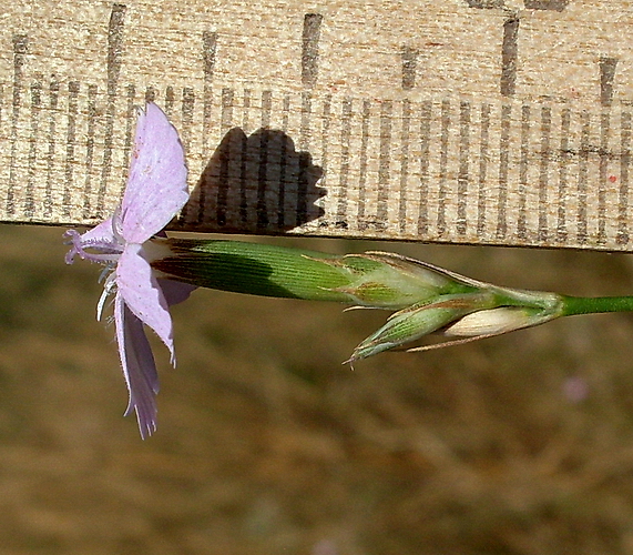 Изображение особи Dianthus pallens.