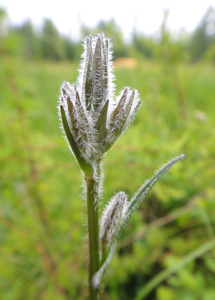 Image of Campanula turczaninovii specimen.