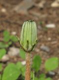 Taraxacum hybernum. Нераскрывшееся соцветие. Крым, Ялта, склоны к морю, среди кипарисов. 14 октября 2013 г.