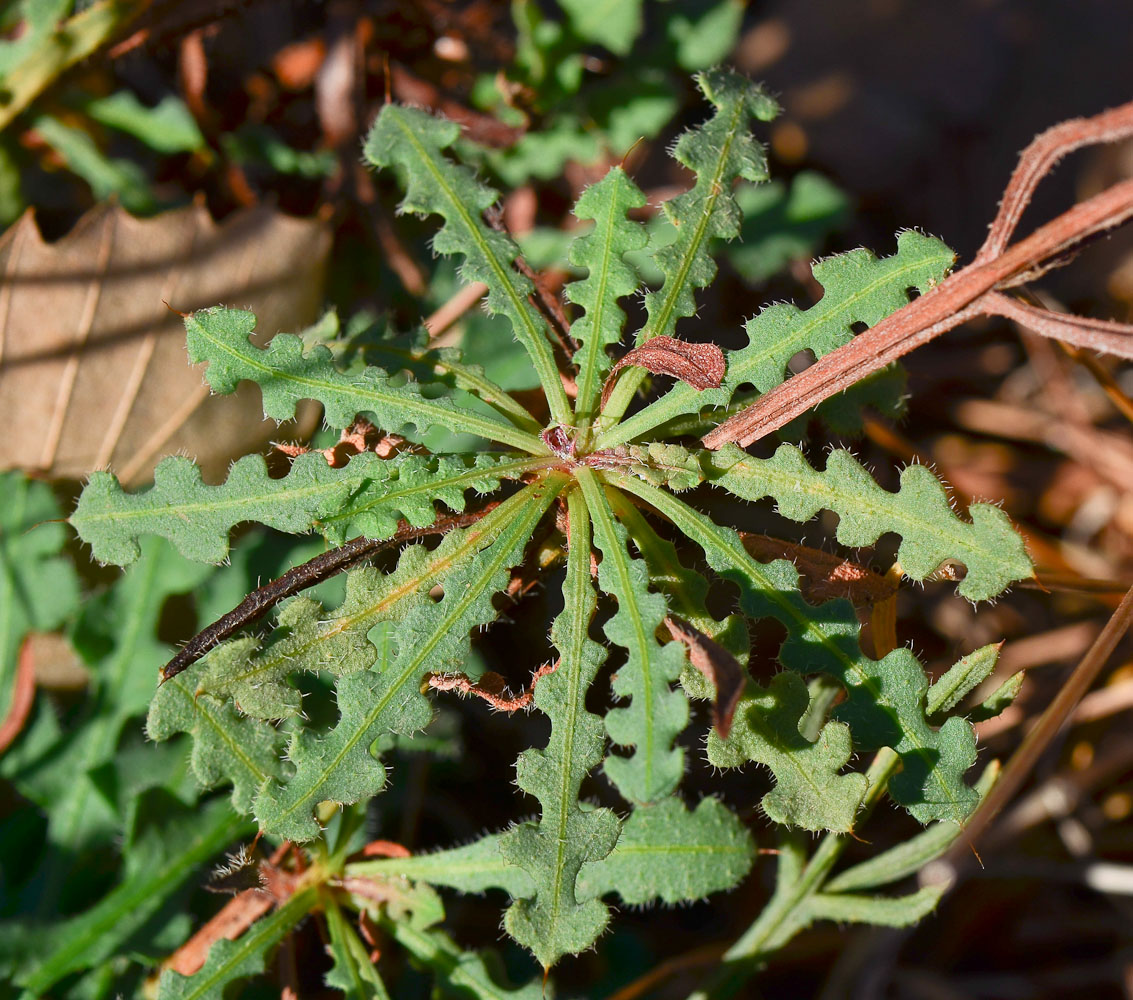 Изображение особи Limonium sinuatum.