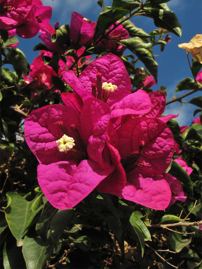 Изображение особи род Bougainvillea.