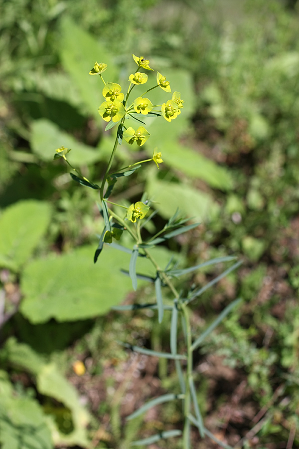 Изображение особи Euphorbia jaxartica.