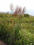 Miscanthus purpurascens. Цветущие растения. Приморский край, г. Владивосток, бухта Соболь, прибрежный склон. 06.09.2013.