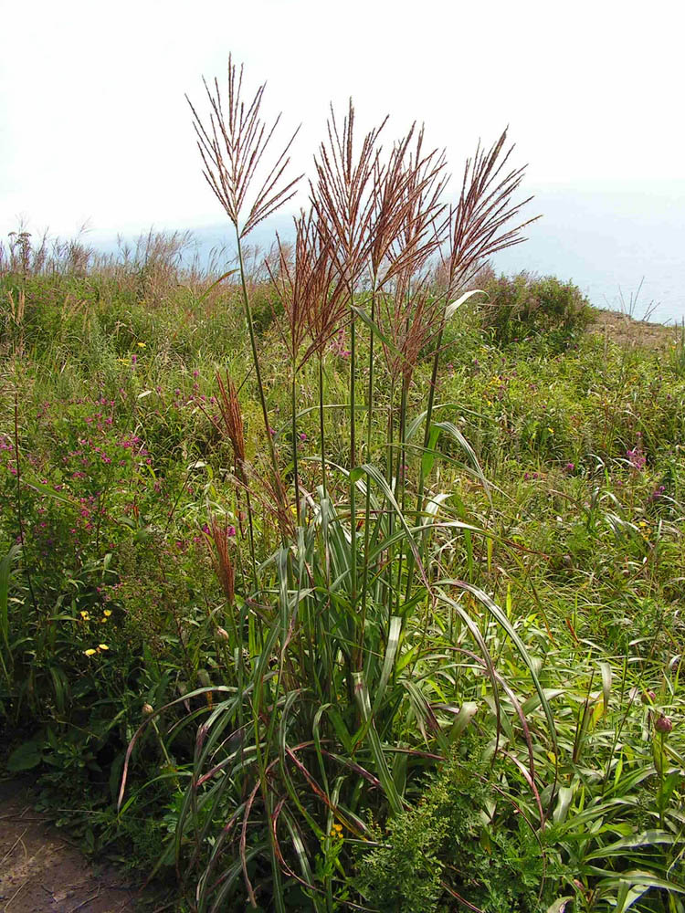 Image of Miscanthus purpurascens specimen.