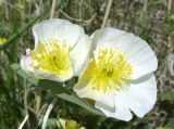 genus Papaver