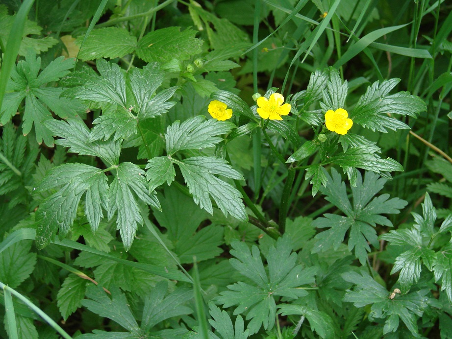 Image of Ranunculus repens specimen.