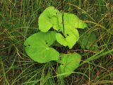 Ligularia lydiae