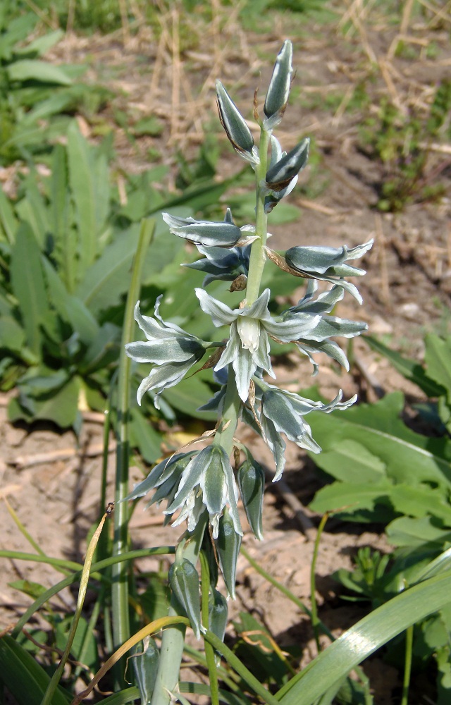 Image of Ornithogalum boucheanum specimen.